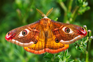 Saturnia pavoniella (Scopoli, 1763)